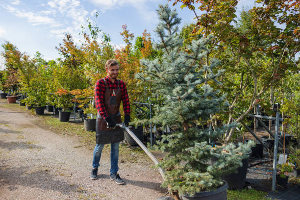 Best Emergency Storm Tree Removal  in Dayton, NJ